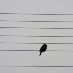 black bird on white wall